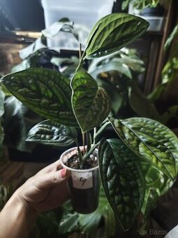 Monstera Karstenianum ( Peru ) č.4
