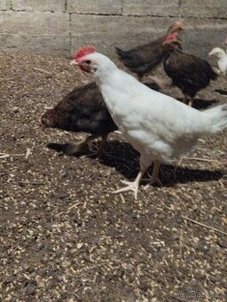 Leghorn,Vlaška koroptví a Australka velká