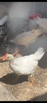 Leghorn mladí kohoutci 3ks