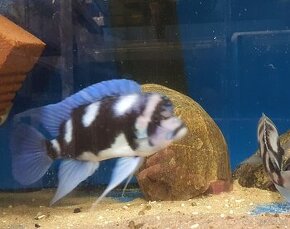 Frontosa