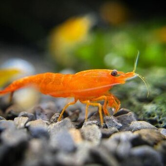 Krevetky - Neocaridina Orange Sakura