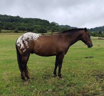 Hřebec Appaloosa 11 let