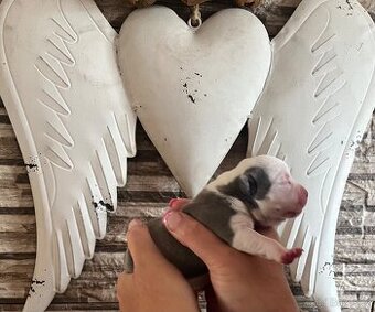 Štěně American Bully