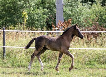 Welsh part bred
