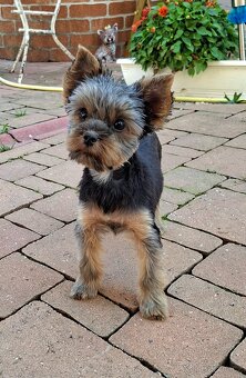 Yorkshire terrier s PP - psík