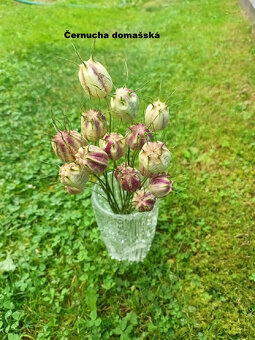 Sušené květiny - Černucha domašská.