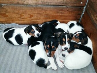 Jack Russell Teriér šteniatka