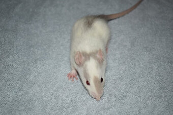 Potkani - dumbo, standard, dwarf, fuzz