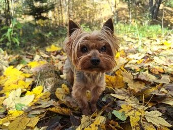 Jorkšírský teriér krytí, připuštění