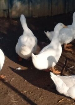 Prodám vykrmené kachny