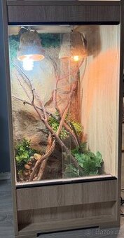 Chameleón včetně terária