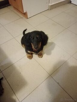 Jezevčík dlouhosrstý standard