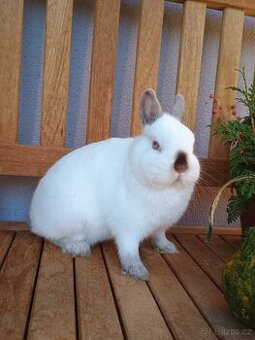 Zakrslá samička mazlík