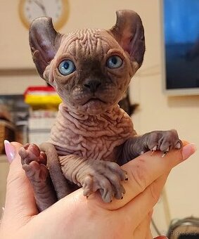 Exkluzivní koťátka Sphynx Elf – možnost rezervace