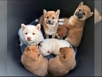 Zdravá a hravá štěňata Shiba Inu.
