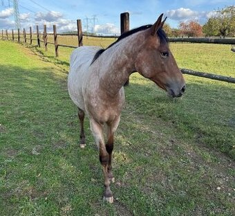 Prodám atraktivní mladou klisnu