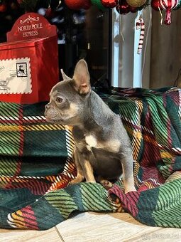 Francouzský buldoček