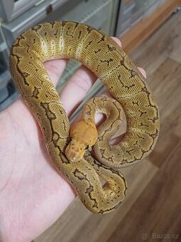 Krajta královská