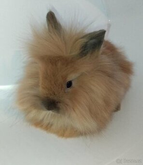 Zakrslý králíček bez PP sameček Frony - 1