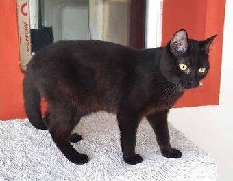 Kocourek Davídek hledá nový domov