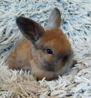 Minilop - anglický zakrslý beránek s VP