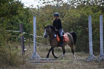 Krásná WMP kobyla pro malé děti