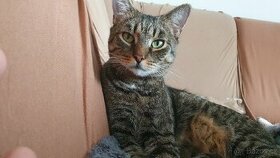 Stále se hledá se kocourek