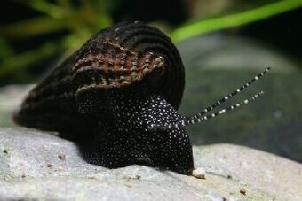 Šnek Tylomelania - 1