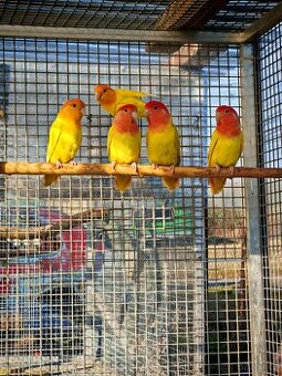 Agapornis růžohrdlý KOUPÍM samce