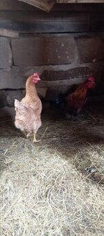 Koupím slepice