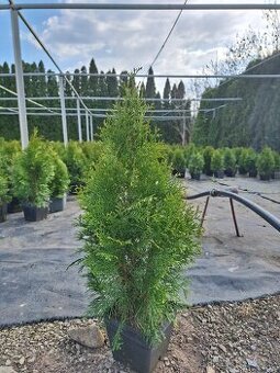 Thuje smaragd (tuje)