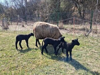 Prodám letošní jehňata