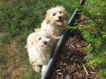 Maltipoo