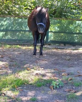 Klisna pony