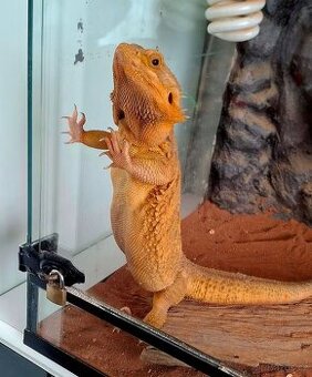 Agama vousata
