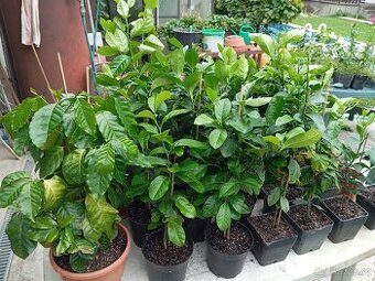 Prodám citrusy-citroníky a kávovníky