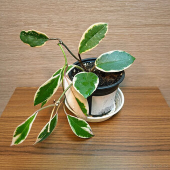 Hoya Carnosa Pink Flamingo - 1