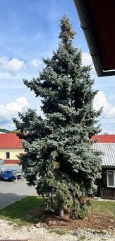 Větve / dřevo stříbrného smrku za odvoz