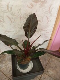 Philodendron Imperial red - 1