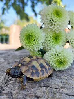 Suchozemská želva zelenavá, testudo hermanni