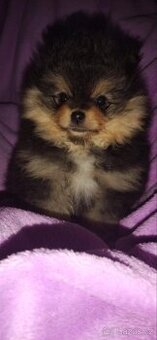 Pomeranian