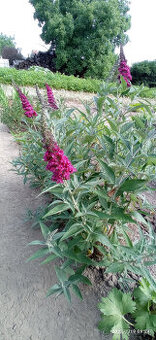 Komule Davidova (Buddlea, Motýlí keř) - viz fota