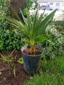Žumara, Chamaerops humilis, palmy, mrazuvzdorné palmy - 1