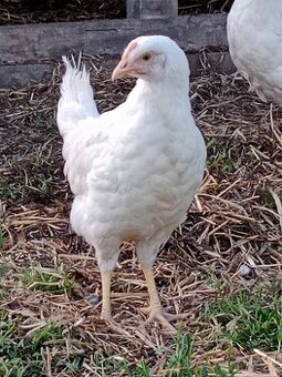Leghorn, holokrk