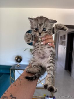 Britské kotě whiskas