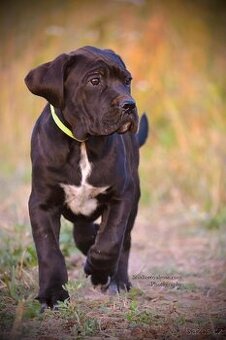 Cane corso Štěňátka