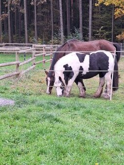 IRSKÝ COB PONY