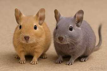 osmak degu
