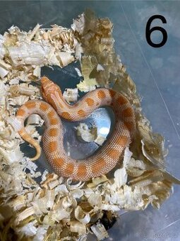Heterodon nosatý