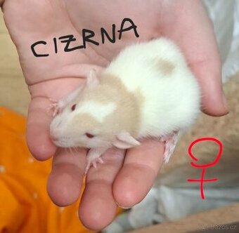 Potkani, potkánci DUMBO
